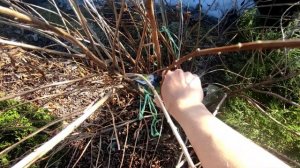 Хочу сформировать из спиреи иволистной штамб ?05.04.2023