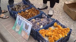 РАЗНОЦВЕТНЫЕ ЦЫПЛЯТА НА РЫНКЕ В БЕЛАРУСИ  Цыплята породы орпингтон  ЦЫПЛЯТА ВИДЕО breed chickens@A4