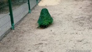 Павлин