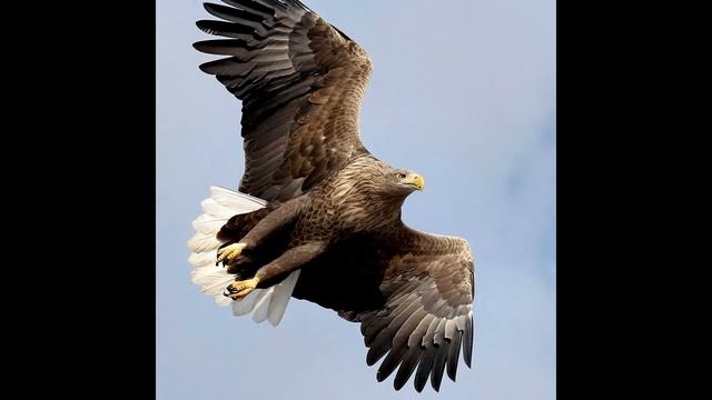 Пение орлана белохвоста смотреть онлайн