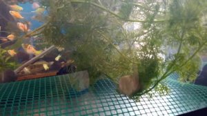 Нерест барбуса гло