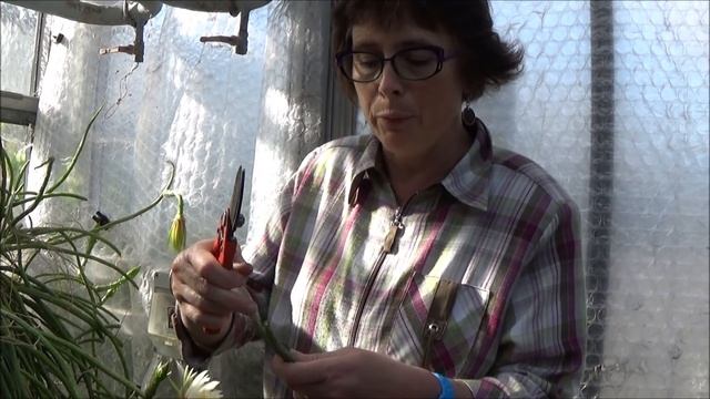 Tuto jardinage: Selenicereus grandiflorus: bouture: cactus plante verte смотреть онлайн