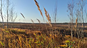 Леса крайнего Севера | Бабье лето