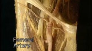бедренная артерия