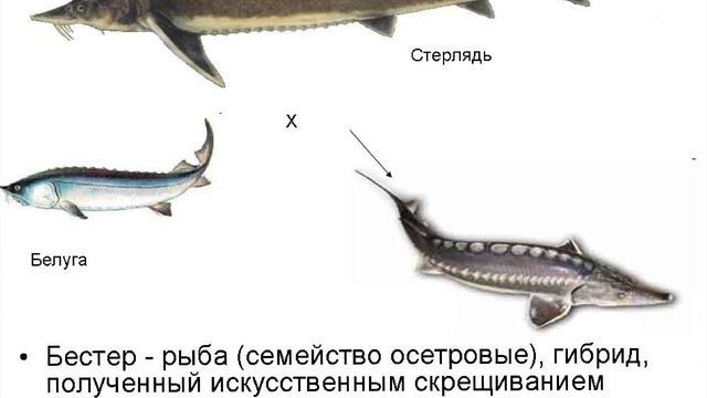 Почему "Бестера" запрещено выпускать в дикие пруды и реки? Необычная рыба Бестер смотреть онлайн