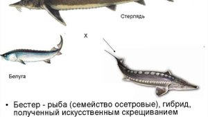 Почему "Бестера" запрещено выпускать в дикие пруды и реки? Необычная рыба Бестер
