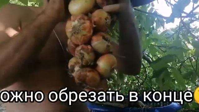 Первая картошка, как заплести лук в косичку смотреть онлайн