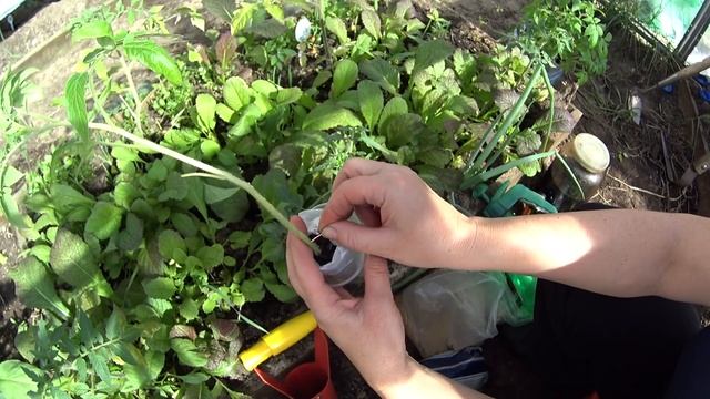 СУПЕР ЗАЩИТА ОТ ФИТОФТОРЫ!!!САМЫЕ ЛУЧШИЕ СРЕДСТВА! смотреть онлайн