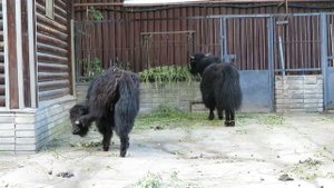 Людмила Васильевна Саповская. Домашний як.