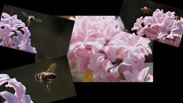 Hyazinthe - Gartenpflanze und Bienenweide смотреть онлайн