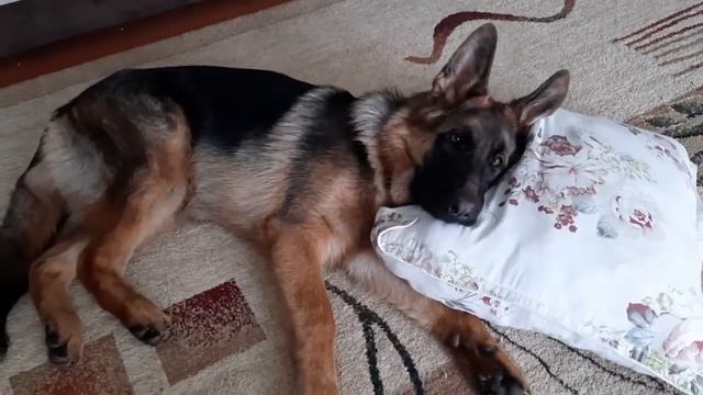 щенок немецкой овчарки стащил подушку и кайфует смотреть онлайн
