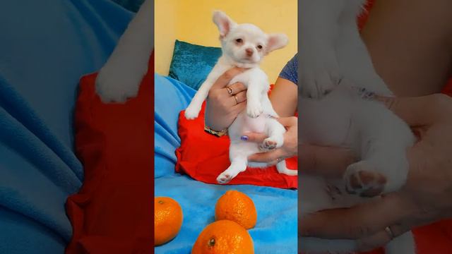 ЧИХУАХУА 💯таких больше нет ♥️ Продажа шикарная блондинка АксаБирсен Дорого 🔥89787458062 Кастропуло смотреть онлайн