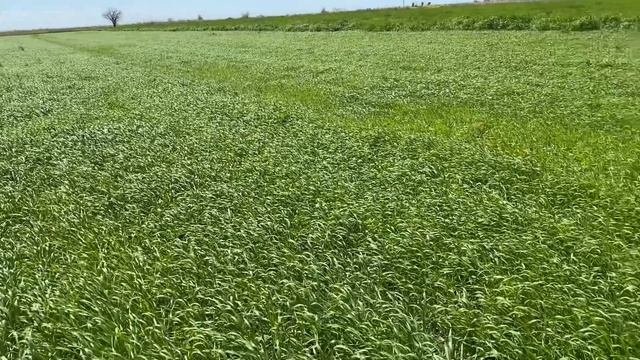 Яровой Ячмень подкормка и гербицид  10.05.2021