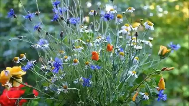 -Ты меня, мать-одиночку, без денег оставила и под штраф подвела! -возмущается моя несчастная соседк смотреть онлайн