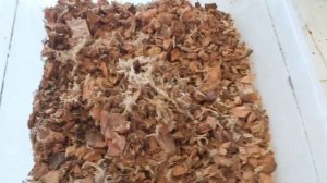 Флебодиум Давана