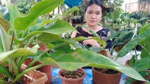 PHILODENDRON CARE TIPS