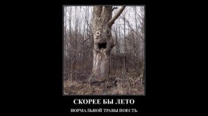 Удивительные и невероятные деревья. Необычные деревья мира.