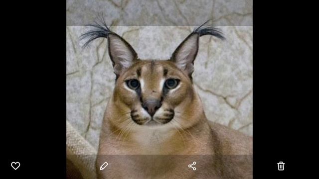 симулятор шлёпы