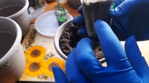 Ахименесы. Пересадка.