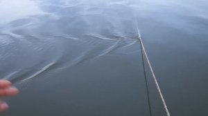 Рыбалка на белый изюм в сентябре.Рыбалка на перетягу.