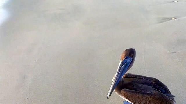 Кормим диких ПЕЛИКАНОВ на острове смотреть онлайн