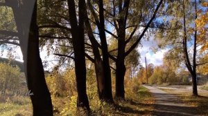 Осень золотая. Разноцветная осень. Золотой листопад.