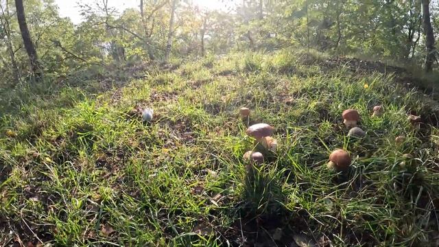 МОЖНО ХОМЯКАМ ГРИБЫ / МОЖНО ЛИ ХОМЯКУ ДАВАТЬ ГРИБЫ / хомяки в лесу 3 яХрумка
