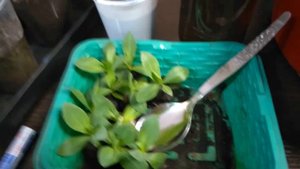 Пересадка эустомы из торфяных таблеток по стаканам.