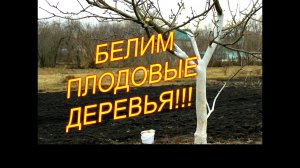 КАК И ЧЕМ ПОБЕЛИТЬ ПЛОДОВЫЕ ДЕРЕВЬЯ//МОЯ ЛЮБИМАЯ УСАДЬБА