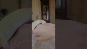 Как приучить эублефара к рукам? | Что нельзя делать|Краткое объяснение