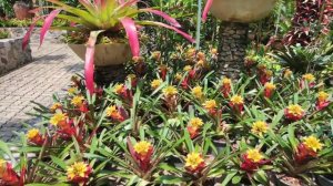 Amazing Beautiful Bromeliad Care Tips For Beginners l Bromeliads Garden Ideas