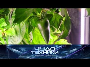 "Чудо техники": вертикальные фермы и тест фитнес-браслетов (08.09.2019)