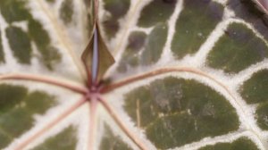 Unboxing The Most Magnificent Anthurium Crystallinum