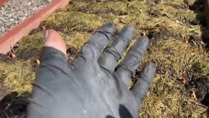 Садим лук под мульчу. Важный нюанс