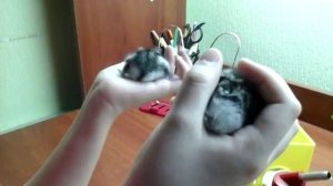 Все  про бурундуков!