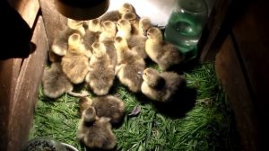 Гусята вылупились,первые сутки жизни.Goslings hatched, the first day of life.
