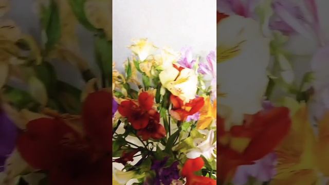 #рнд #хочуврек #хочувтоп #2023 #россия #цветы #май #весна #kitten смотреть онлайн