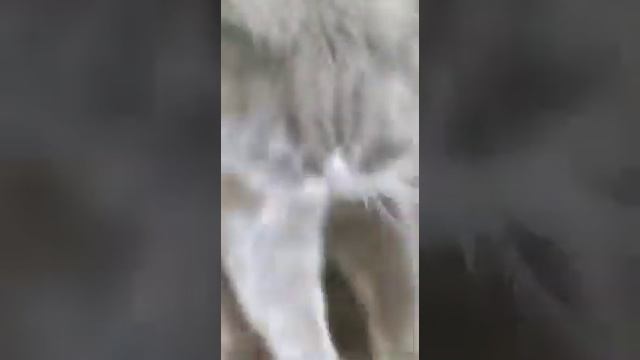 Милый кот сидит и скидывает вещи смотреть онлайн