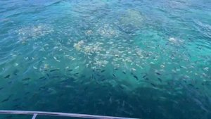 Национальный Морской Парк Святой Анны, (Ste. Anne Marine National Par)