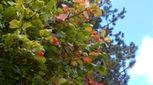 Ягоды калины осенью