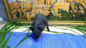 ПРОДАНА МАРИ МИСТИК ВЕНЕРА - 1 МЕСЯЦ #КУПЛЮСКИННИСВИНКУПРОДАЮМОРСКУЮСВИНКУ