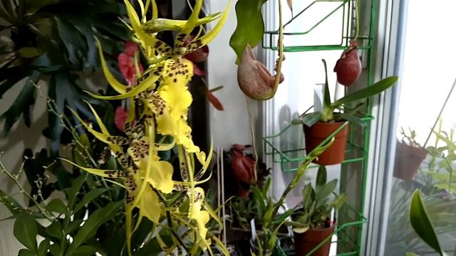 Цветение орхидеи толумния (Tolumnia Jairak Flyer 'Golden Sunset') смотреть онлайн