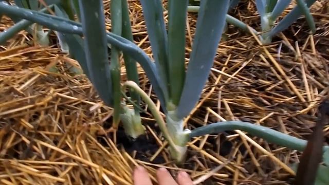 Как растёт лук из рассады. Часть2 смотреть онлайн