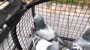 Есть на продажу: молодая турецкая такла.