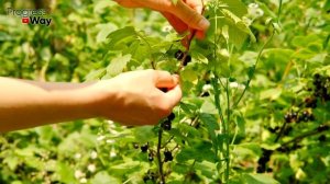 ДАЙТЕ СМОРОДИНЕ ЛИМОННУЮ КИСЛОТУ И БУДЕТЕ СОБИРАТЬ УРОЖАЙ ВЕДРАМИ!! УХОД ЗА СМОРОДИНОЙ ВЕСНОЙ!