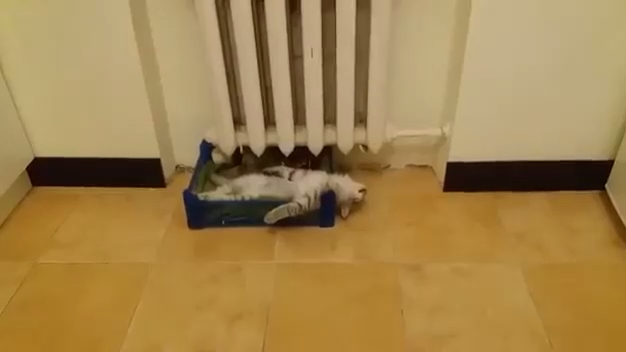 Котейка расслабляется