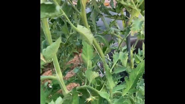 Помидоры 2021/Мишка косолапый,Японская кисть,Фиделио... смотреть онлайн