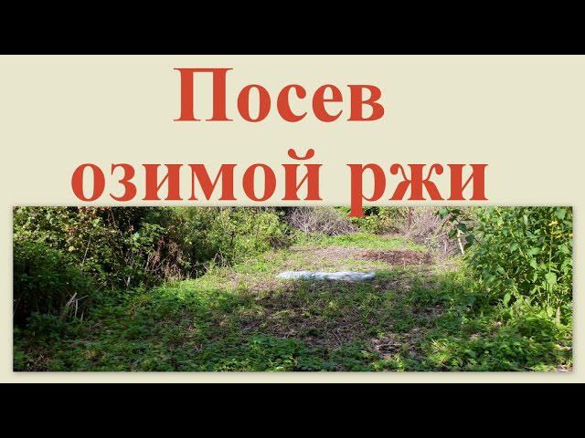 Посев озимой ржи 8 сентября 2012