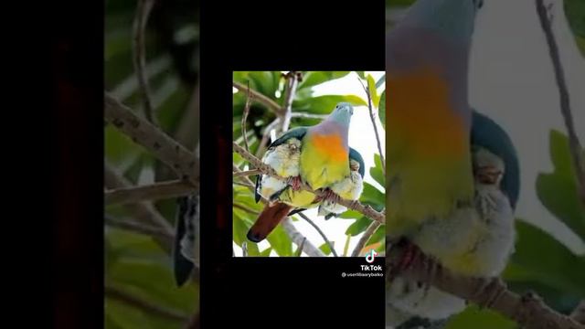 весна пришла птички поют (: смотреть онлайн