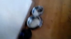 Что делать если собака лысеет?